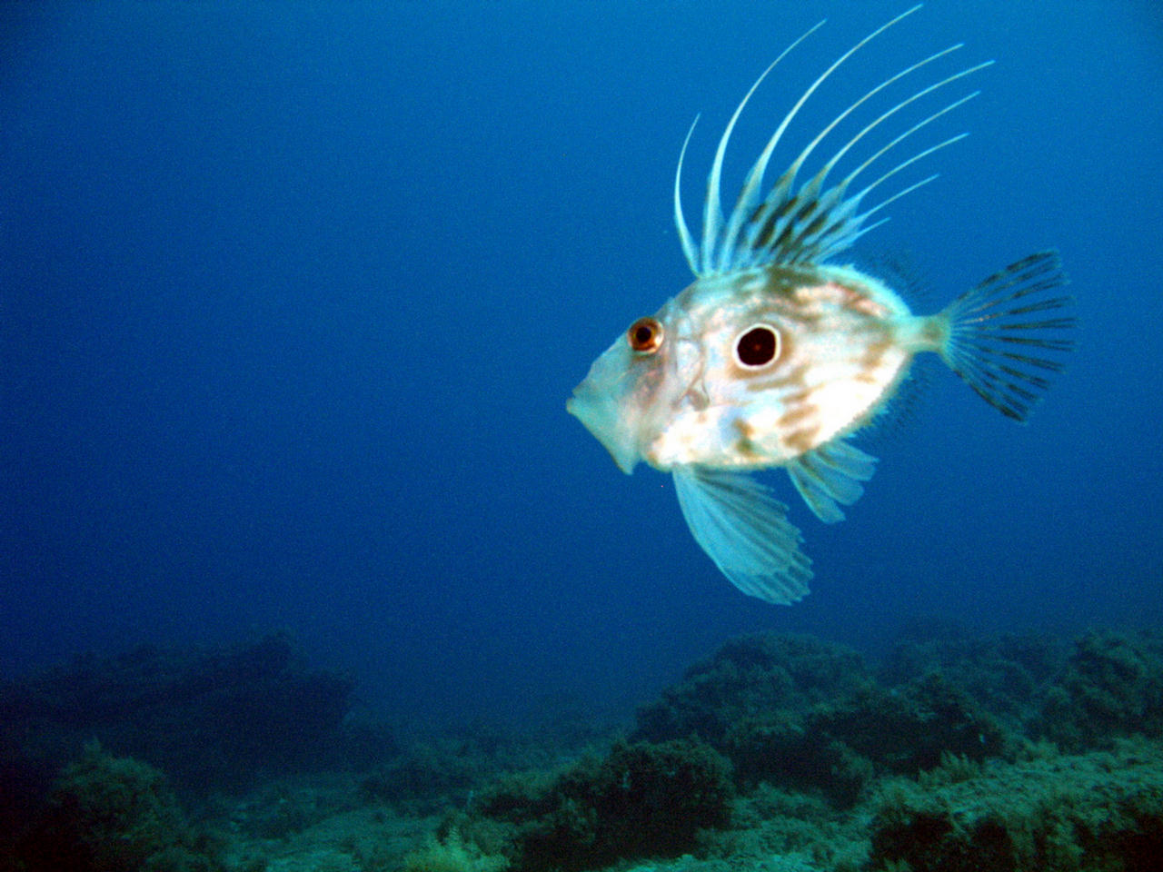 Zeus faber (Pesce San Pietro)